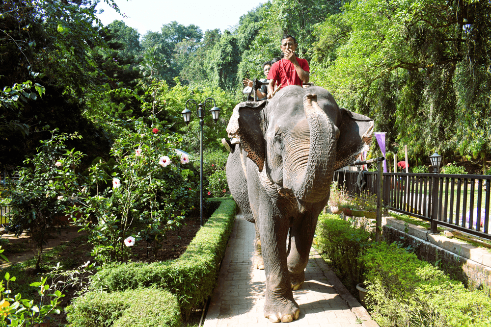 An elephant ride along the garden path