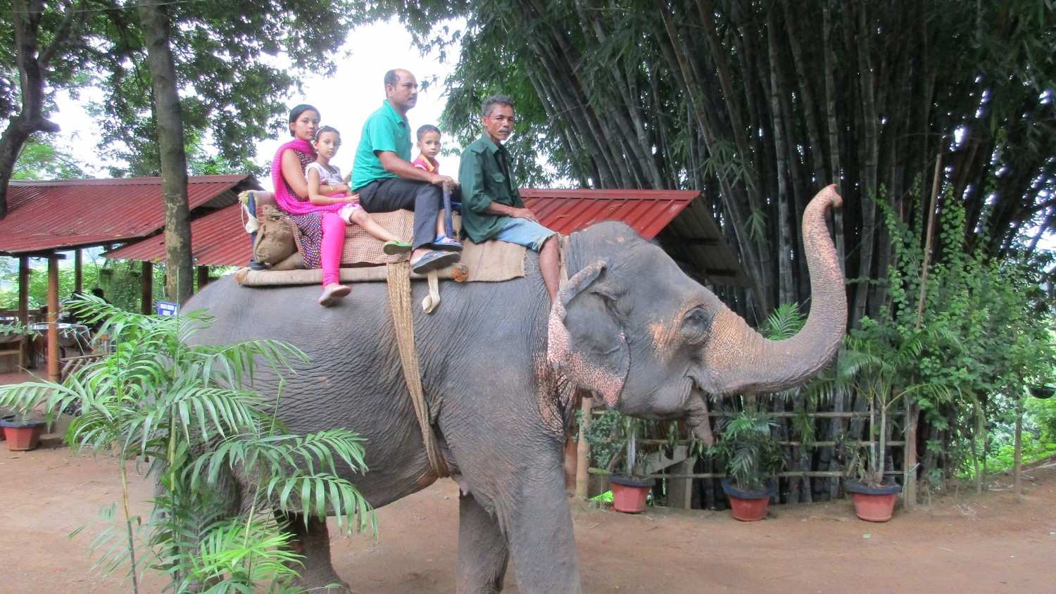 Champa, the resident elephant